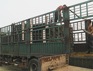 新農(nóng)村建設(shè)水泥護(hù)欄裝車現(xiàn)場(chǎng)